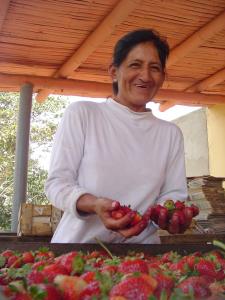 Frutillas listas para el mercado
