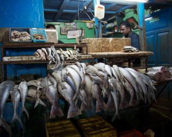 Inside the Information Society: What's happened to the price of fish?