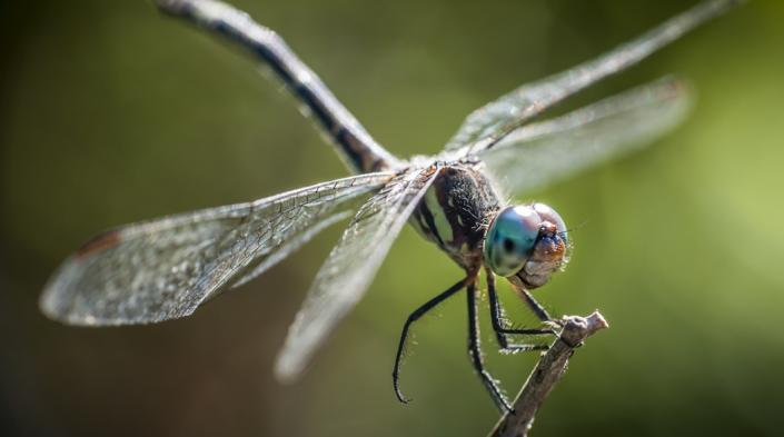 Image: A dragonfly, by Raynox on Unsplash.com
