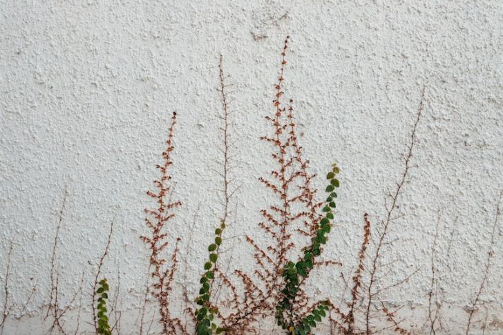 Plants climbing up a white wall. Photo by Wengang Zhai on Unsplash