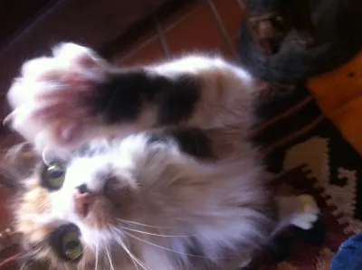 image linking to APC est solidaire des journalistes soudanais, demande au gouvernement d'abandonner les charges à l l'encontre de Madeeha Abdalla